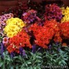 Сальпіглосіс - Salpiglossis