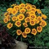 Кореопсис - Coreopsis grandiflora
