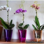 https://bonusflower.com/image/cache/6a2d253ca09562da381450cc48c74c16.jpg