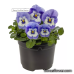 Виола Penny Pro Blue Marina