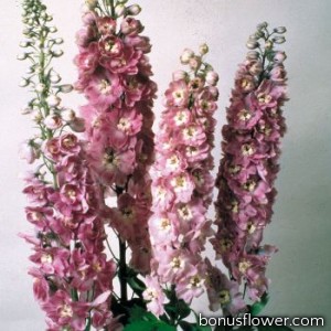 Дельфиниум Magic Fountains: Lilac Pink with White Bee