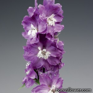  Дельфиниум Excalibur™ Lilac Rose White Bee