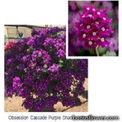 Вербена Obsession® Cascade Purple Shades with Eye