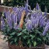 Вероніка колосиста - Veronica spicata