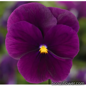 Виола Penny Pro Violet