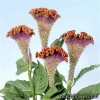 Целозія гребінчаста - Celosia cristata