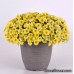 Петчоа Caliburst Yellow (Petchoa Petunia sp. x Calibrachoa sp.)