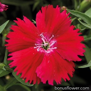 Гвоздика кит Divinity red