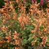 Лофант - Agastache aurantiaca