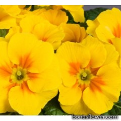 Примула бесстеб. Danova: Yellow with Eye