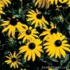 Рудбекія - Rudbeckia