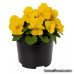 Виола Penny Pro Yellow