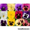 Серії "Xtrada, Trumpet" (Hem Genetics)