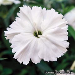 Гвоздика кит Divinity white