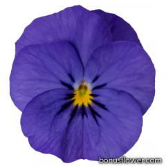 Виола Penny Pro Deep Blue