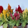 Целозія периста - Celosia plumosa