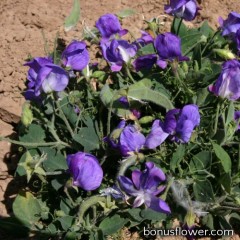 Чина Cupid Blue, LATHYRUS 