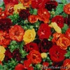 Перстач сріблястий - Potentilla hybrida