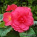 Бегония клубневая Amerihybrid Roseform Rose