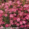 Гвоздика трав'янка - Dianthus deltoides