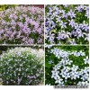 Лаурентія пазушна (Ізотома) - Laurentia (Isotoma Axillaris)