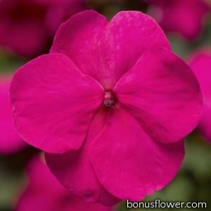Бальзамин Уоллера Xtreme™ Bright Rose