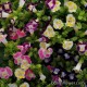 Торения Фурнье - Torenia Fournieri Торения Фурнье - Torenia Fournieri