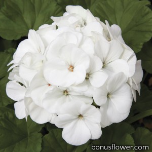 Пеларгония садовая Maverick White
