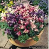 Аквілегія віялоподібна - Aquilegia flabellata