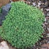 Седум  - Sedum 