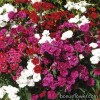 Гвоздика повна - Dianthus double interspecific