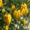 Клематис - Clematis