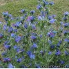 Синяк - Echium