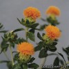 Сафлор - Carthamus tinctorius