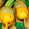 Насіння кормового буряка