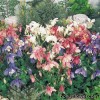 Аквілегія гібридна - Aquilegia hybrida