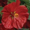 Абутілон - Abutilon