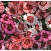  Гвоздика китайська - Dianthus barbatus