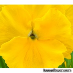 Виола виттрока Xtrada™ pure yellow