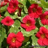 Настурція (Красоля) - Tropaeolum