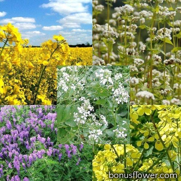 https://bonusflower.com/image/cache/8eab2182373267bd49c82d210b34044a.jpg