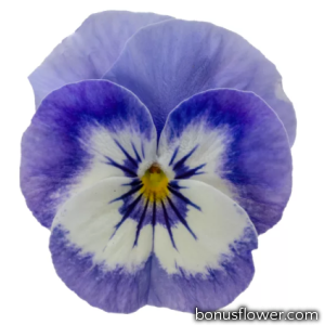 Виола Penny Pro Blue Marina