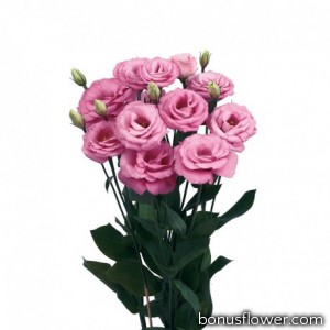 Эустома (Лизиантус) Rosita® 4: Rose Pink