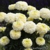 Серія "Whitegold F1" (Floranova)
