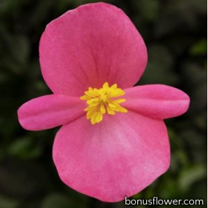 Бегония Eureka F1 Bronze Rose