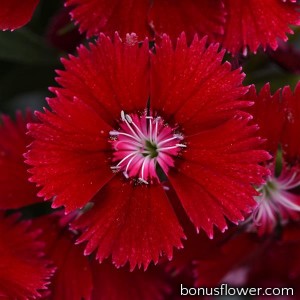 Гвоздика гибридная Floral Lace F1 Red