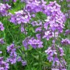 Фіалка - Platanthera