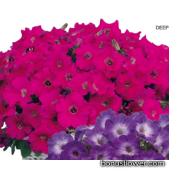 Петуния Gioconda F1 Deep Rose