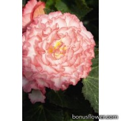 Бегония Nonstop®: Rose Petticoat 