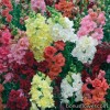 Серія "Madame Butterfly" (Syngenta)
